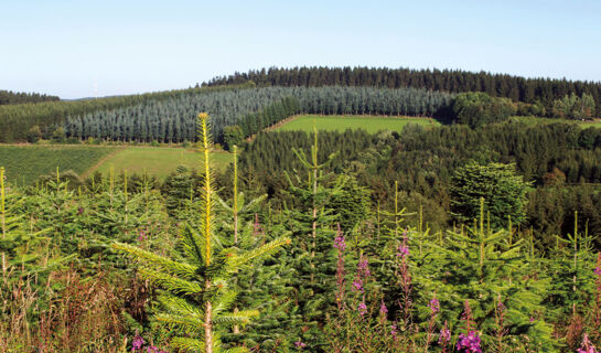 ROMANTIK HOTEL STÖRMANN Schmallenberg