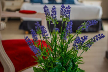 L'ALEXAIN Trois-Epis